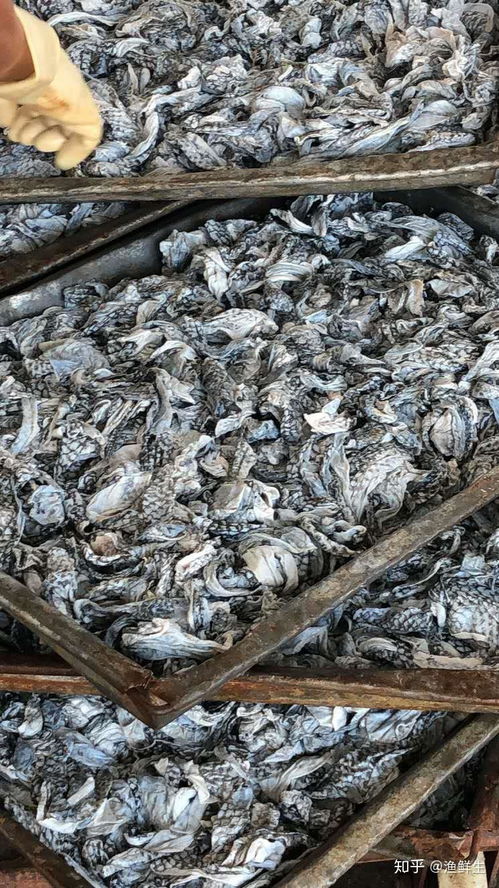 禁食野生動物背景下餐飲業(yè)的結(jié)構(gòu)性變革與美食加盟新機(jī)遇